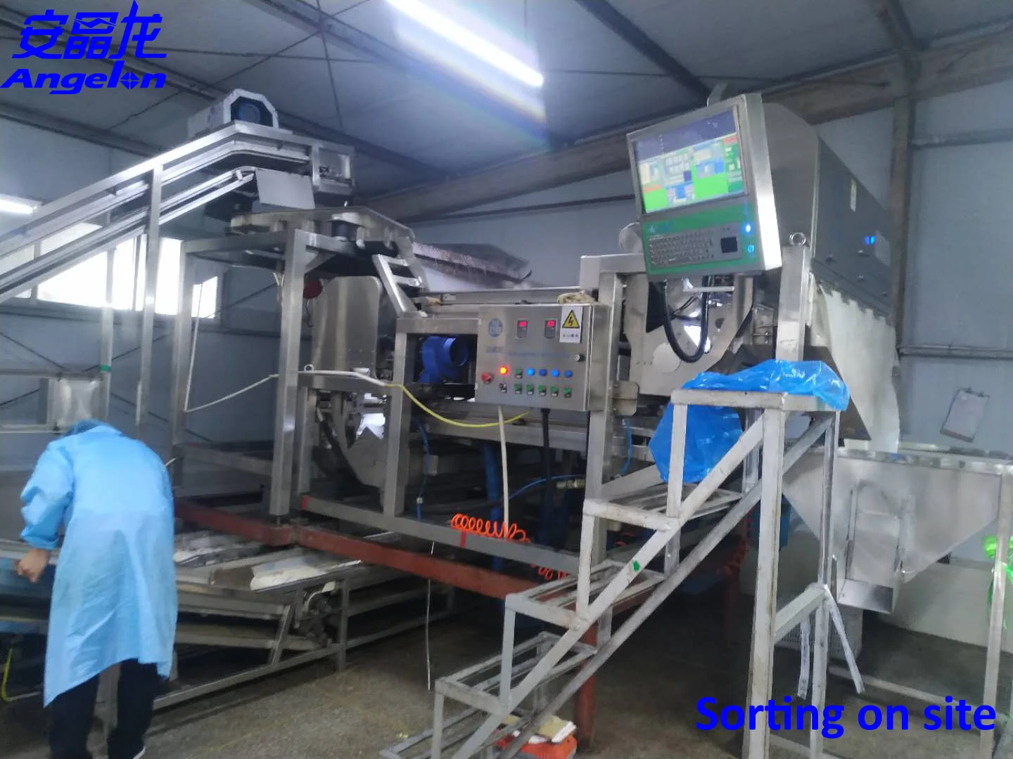 Dehydrated dried vegetables CCD new belt type color sorter
