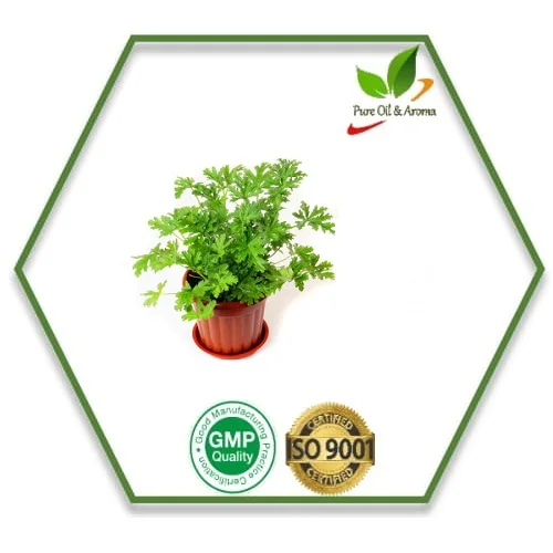 Pure Organic Citronella Essential Oil