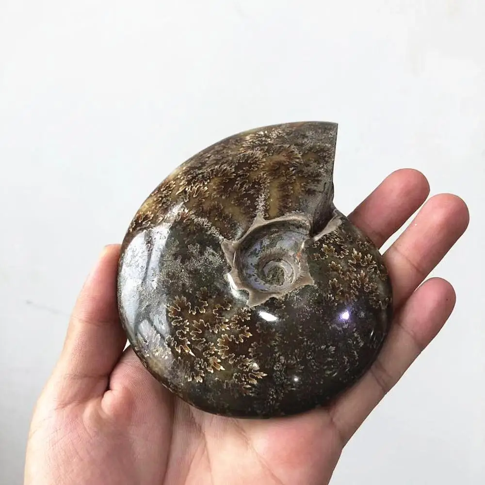 Wholesale Natural Mineral Madagascar Rock Ammonite  fossil for Sale