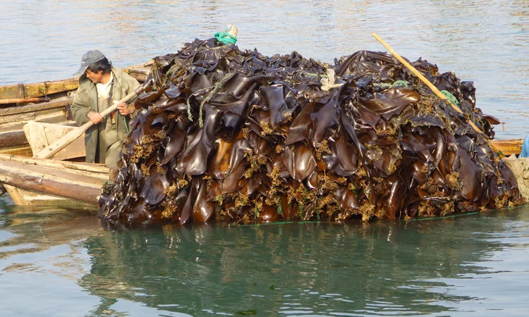 Лучшее китайское качество по лучшей цене, сушеный лист kombu sea konbu kombu для ресторана