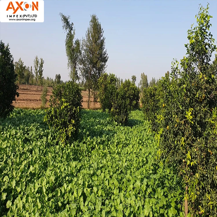 
Fresh Citrus Naval oranges, Lemons,Mandarins,valencia orange,Lime for sale 