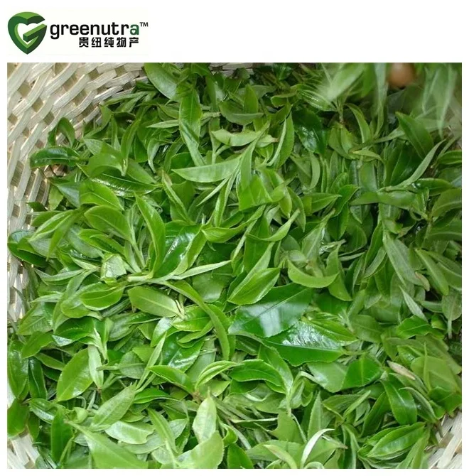 Hot sale Green Tea Extract L Theanine