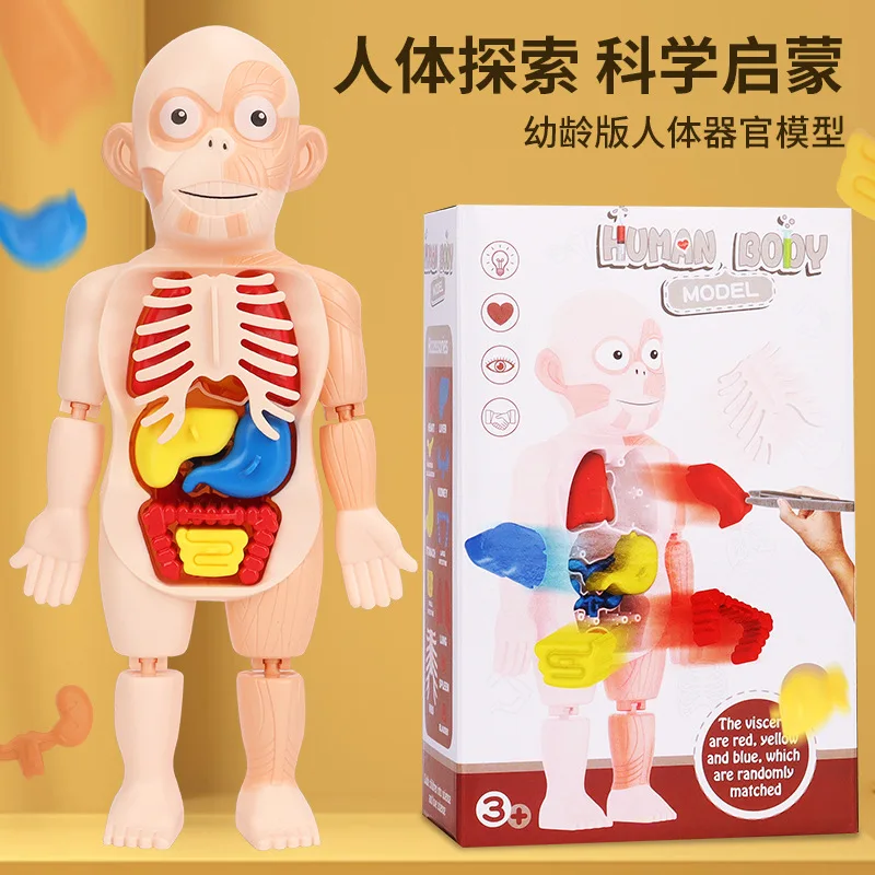 Body Human Anatomy Organs Model Toys Educational Children Early Education Learning Diy Assembled Toy for Kids