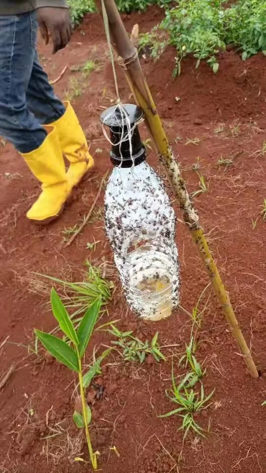 Приманка из цератта или приманка для средиземноморских фруктовых мух