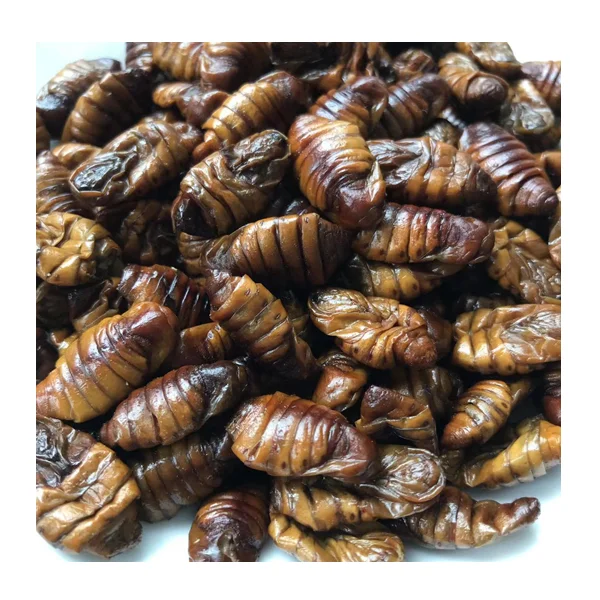 Insect Snack Worms Feed Eco Fresh Silkworm Pupae Insect Protein