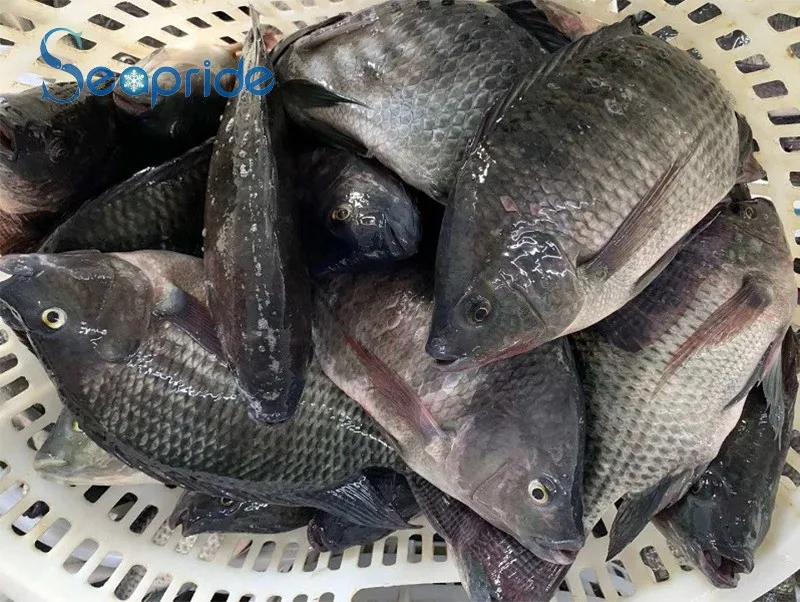 Good Quality Live Farm Frozen Black Tilapia Exporters