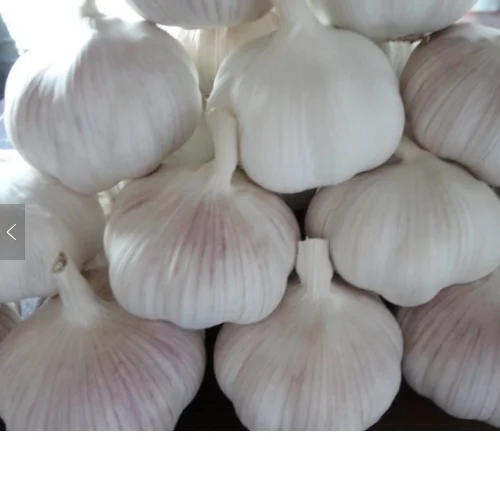 Fresh Garlic  Fresh Natural Garlic New crop Hot sales