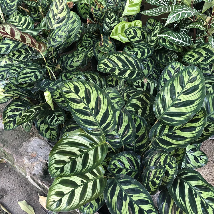 
bonsai seed makoyana maranta calathea orbifolia live plant 