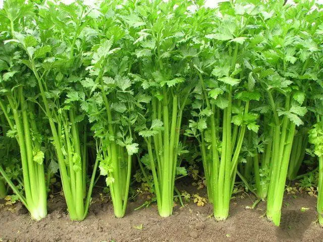 
Full of Vitamins Pure Organic Celery Juice Powder 