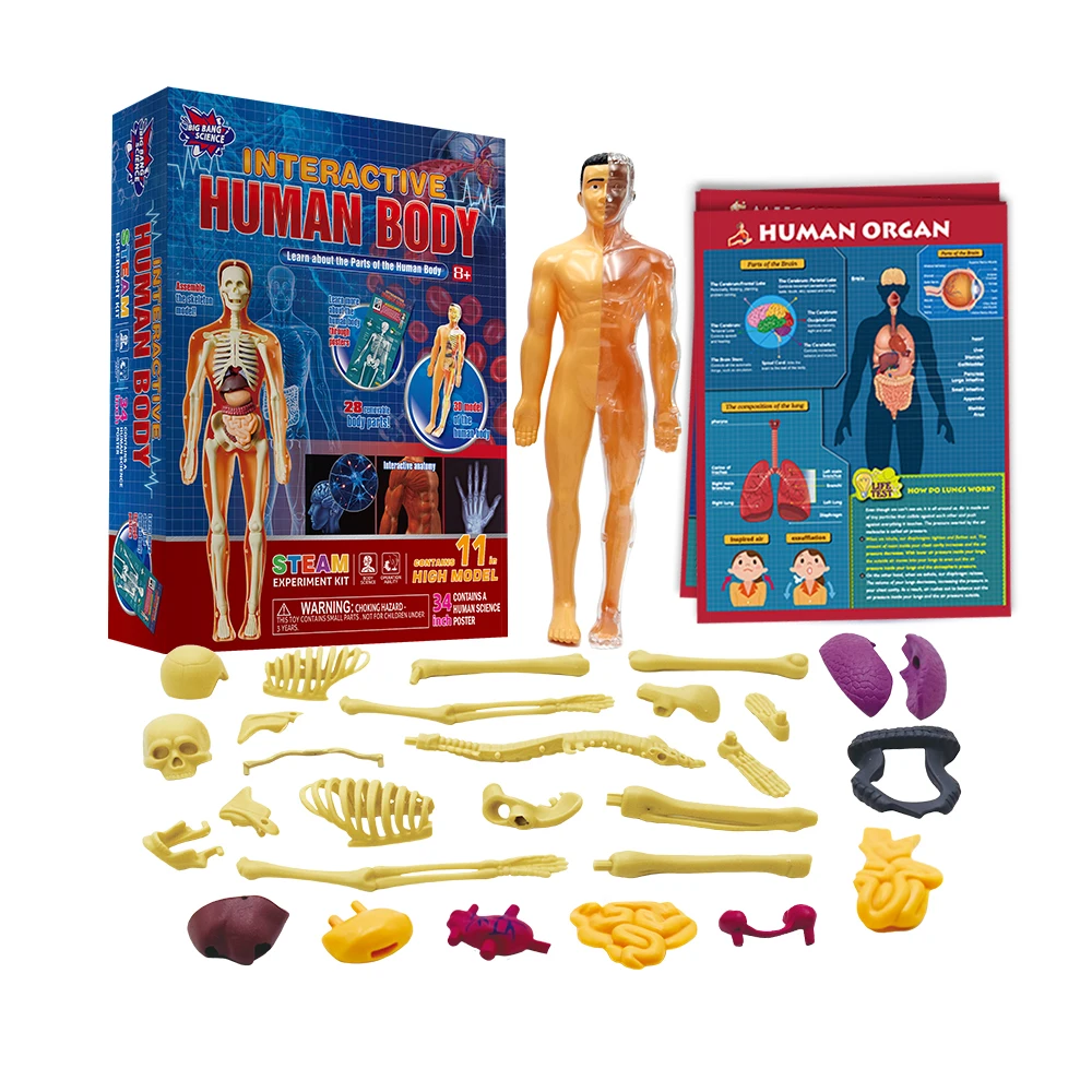 Human Body Model Wholesale Diy Science Kits for Kids Educational Toys