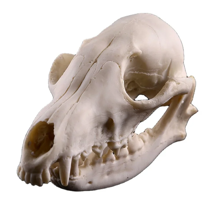 Halloween small resin animal  skull for decoration fox  simulation skull resin fox handicrafts