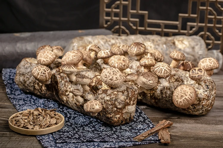 High Quality Service Mushroom Growing Kit Shiitake Mushroom Logs For Sale