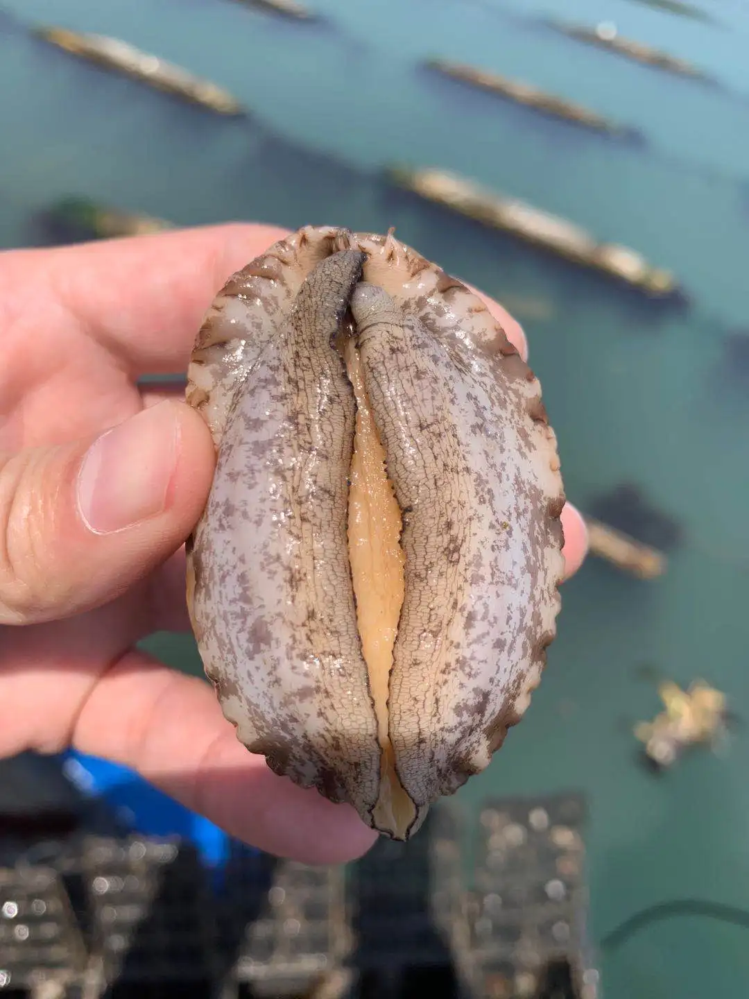 Haliotis abalone without shell abalone abalone meat