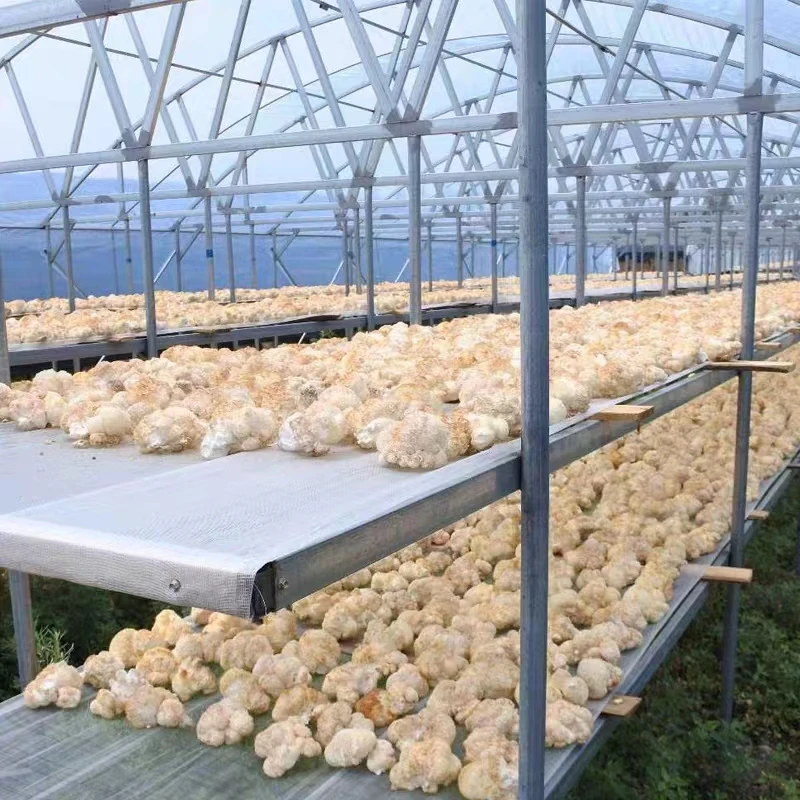 Pure natural artificially cultivated raw Hericium fungus erinaceus mushroom whole dried lion mane mushroom