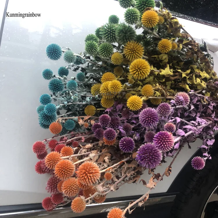 Wholesale preserved dried Globe Thistle Dried Echinops Sphaerocephalus Blue Eryngium planet flower