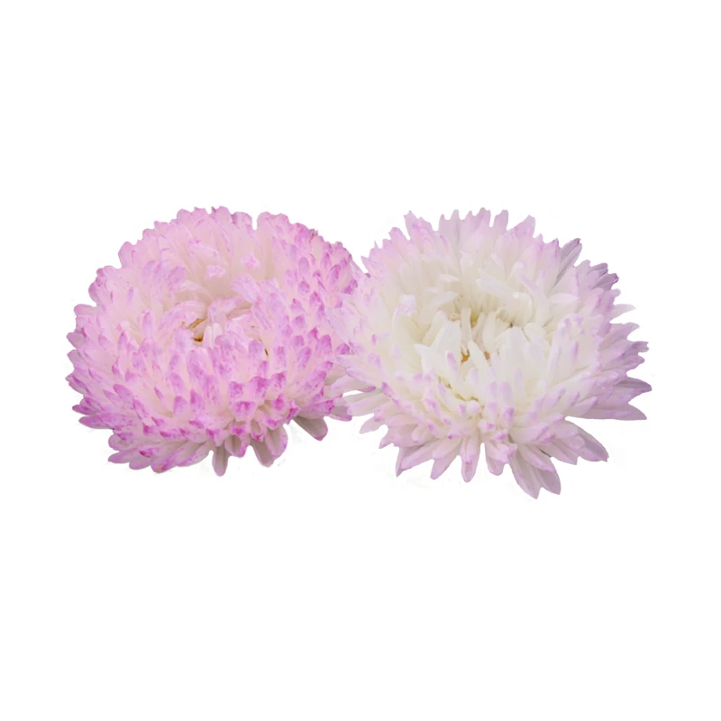 
Hot Sale Different Kinds of China Aster Seeds Callistephus Chinensis Flowers Seeds 