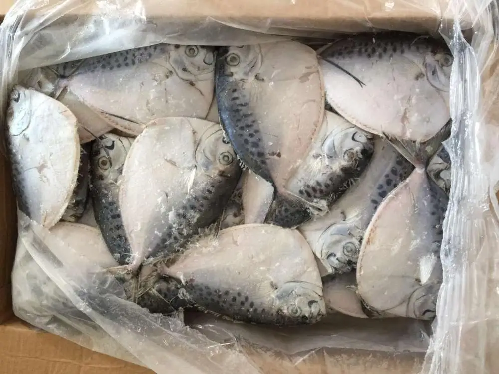 Frozen moonfish small size mene maculata fish