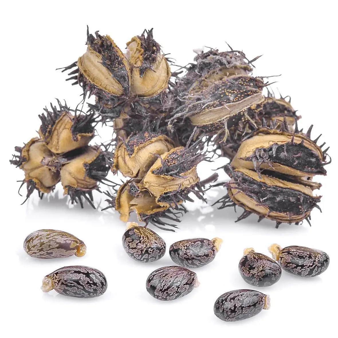 HL- Natural jamaican black seed oils supplier,500ML, Wholesale Organic Black Castor oil carrier oil for Hair growth | Bulk Price