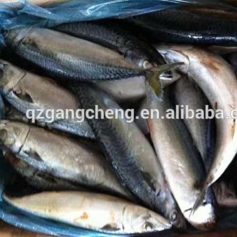 
best iqf mackerel spain mackerel W/R in Good Shape chinese direct mackerel bati fish 