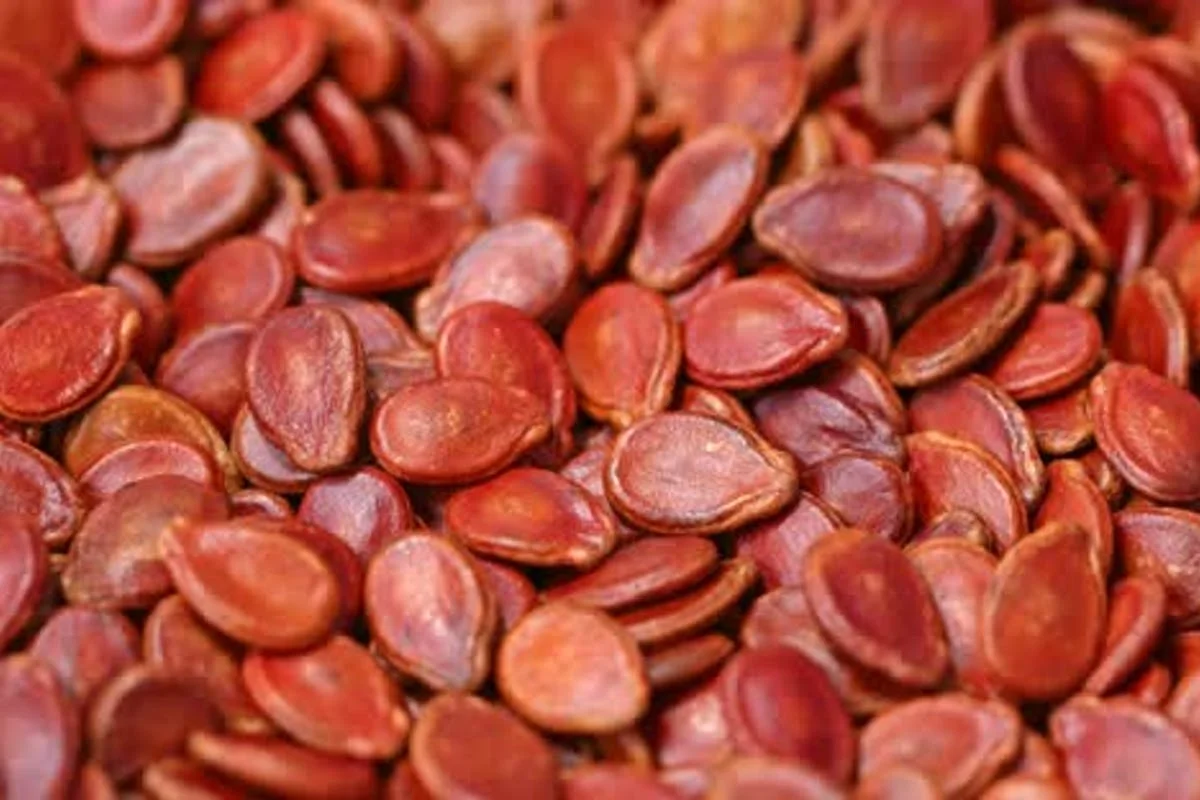 America Exporters Freshed Dried Nuts Kernels Dates 100% Natural Roast Organic Red Water Red Melon Seeds For Sale