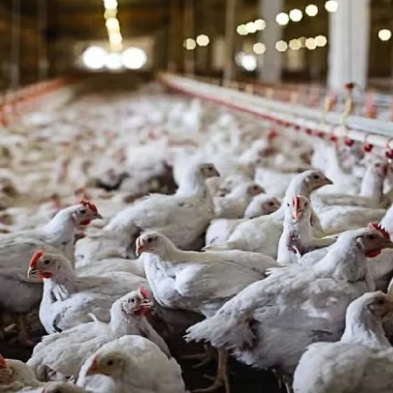 Новое дизайнерское автоматическое оборудование для кормления цыплят