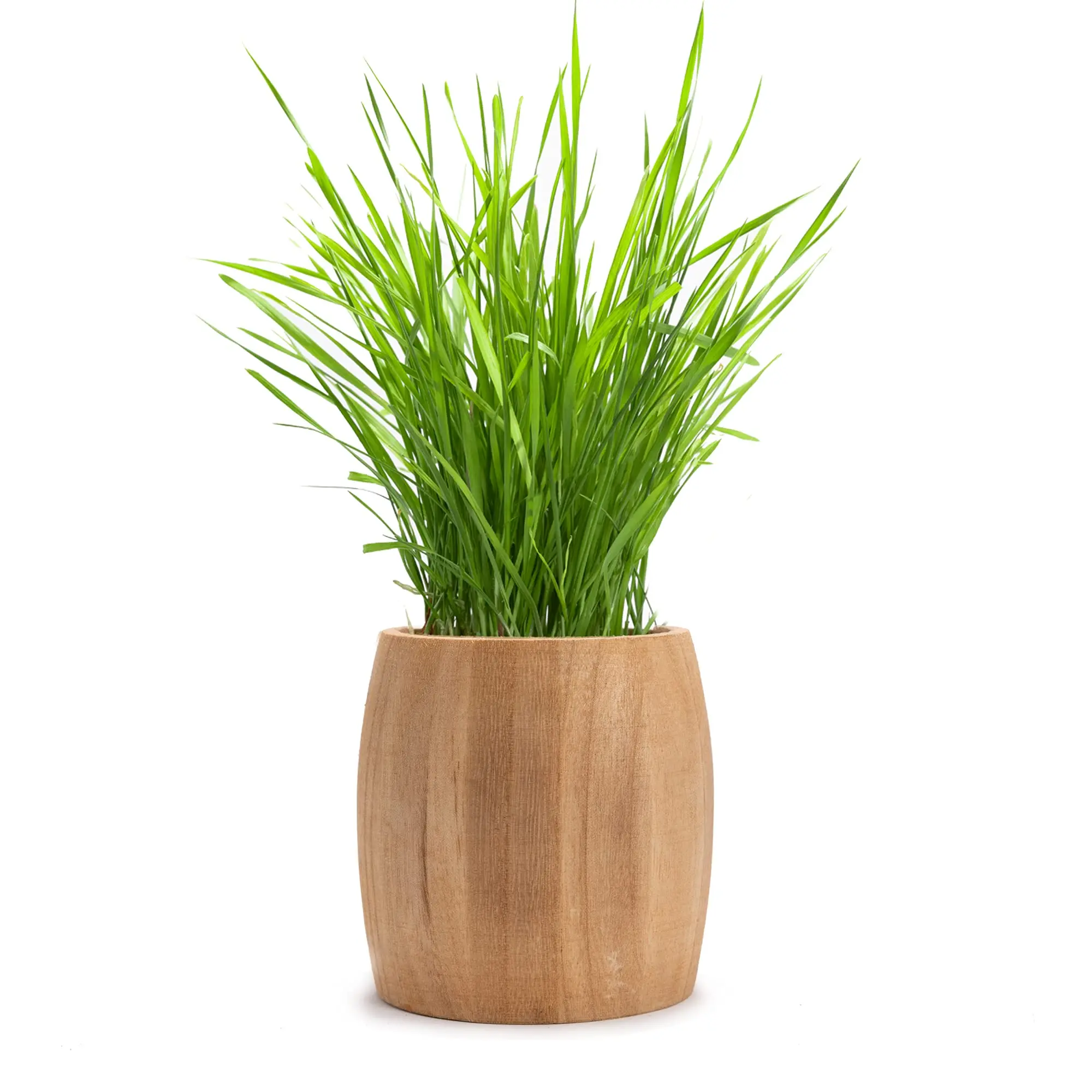 Organic Cat Grass Soil And  Cat Grass Growing Kit Disposable  Toy Gift To Cats