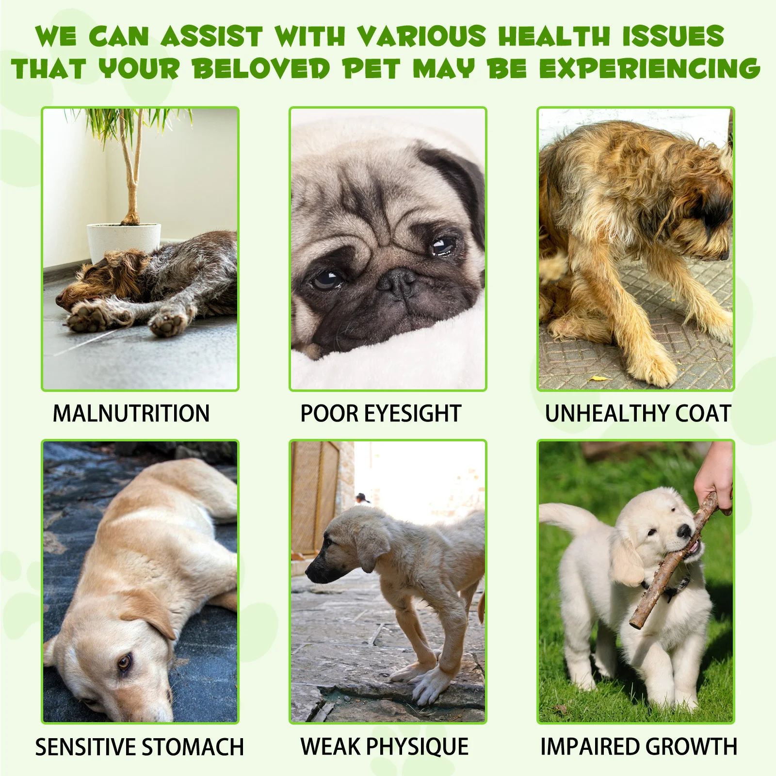 Private Label Natural 3 In 1 Pet Pre and Probiotic Drops Supplement Liquid Probiotic for Dogs with Digestive Enzymes