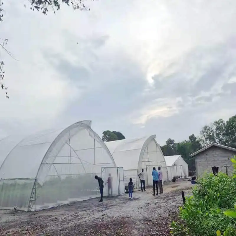 Agricultural Sawtooth Greenhouse with mushroom grow tent