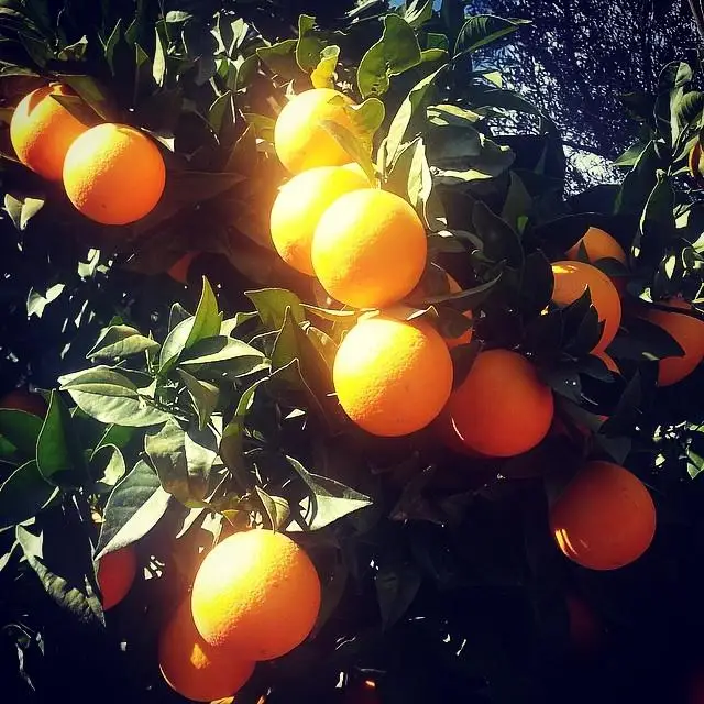 Fresh Oranges  Navel Valencia oranges Fresh Citrus Fresh Oranges /Fresh Citrus Fruits