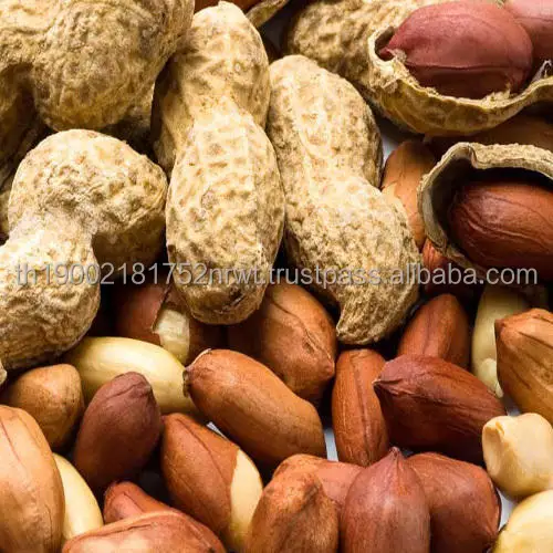 
Raw Peanuts for Sale Crop Plants Graines de Legumes Legume Plants Groundnuts Edible Seeds for Export Quality 