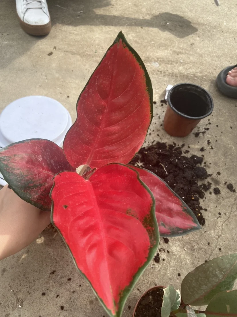  Aglonema aglaonema красный Dongfangred Suksom