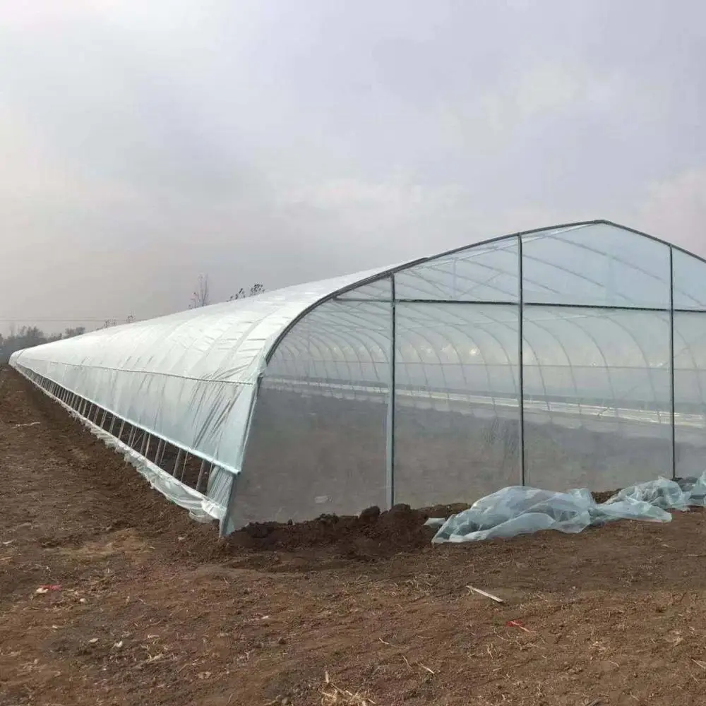 Mini Tunnel Greenhouse with Plastic Film and Galvanized Steel Frame for Vegetables/Flowers