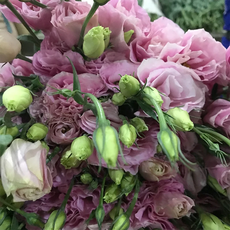 
Christmas Gifts Floral Bouquet Fresh Cut Flowers White Eustoma for Decoration 