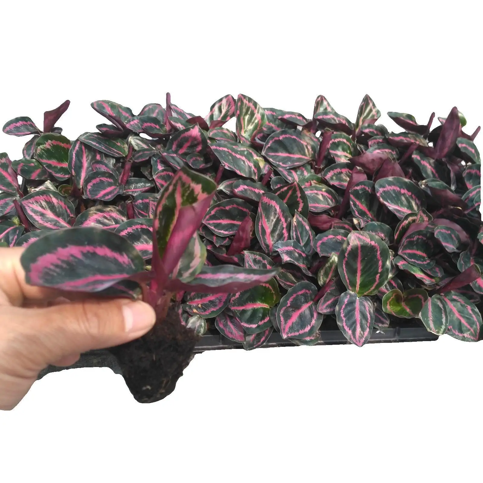 Горячая Распродажа, растение для листвы Calathea roseopicta Dottie, красивое комнатное растение