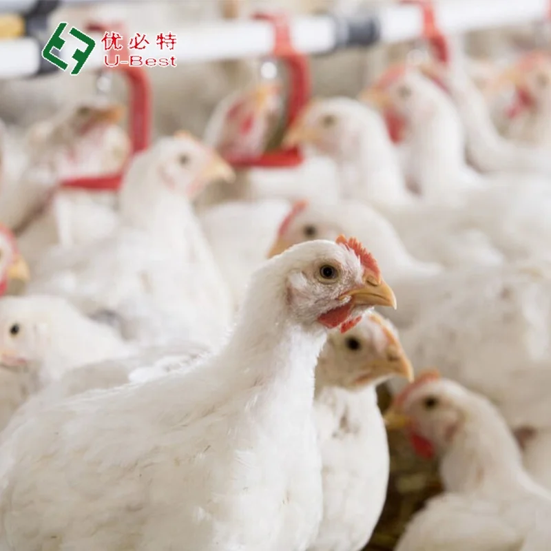Automatic Broiler Breeder Raising Growing Equipment System Plant Line Layer Farm Equipment Poultry For Chicken House