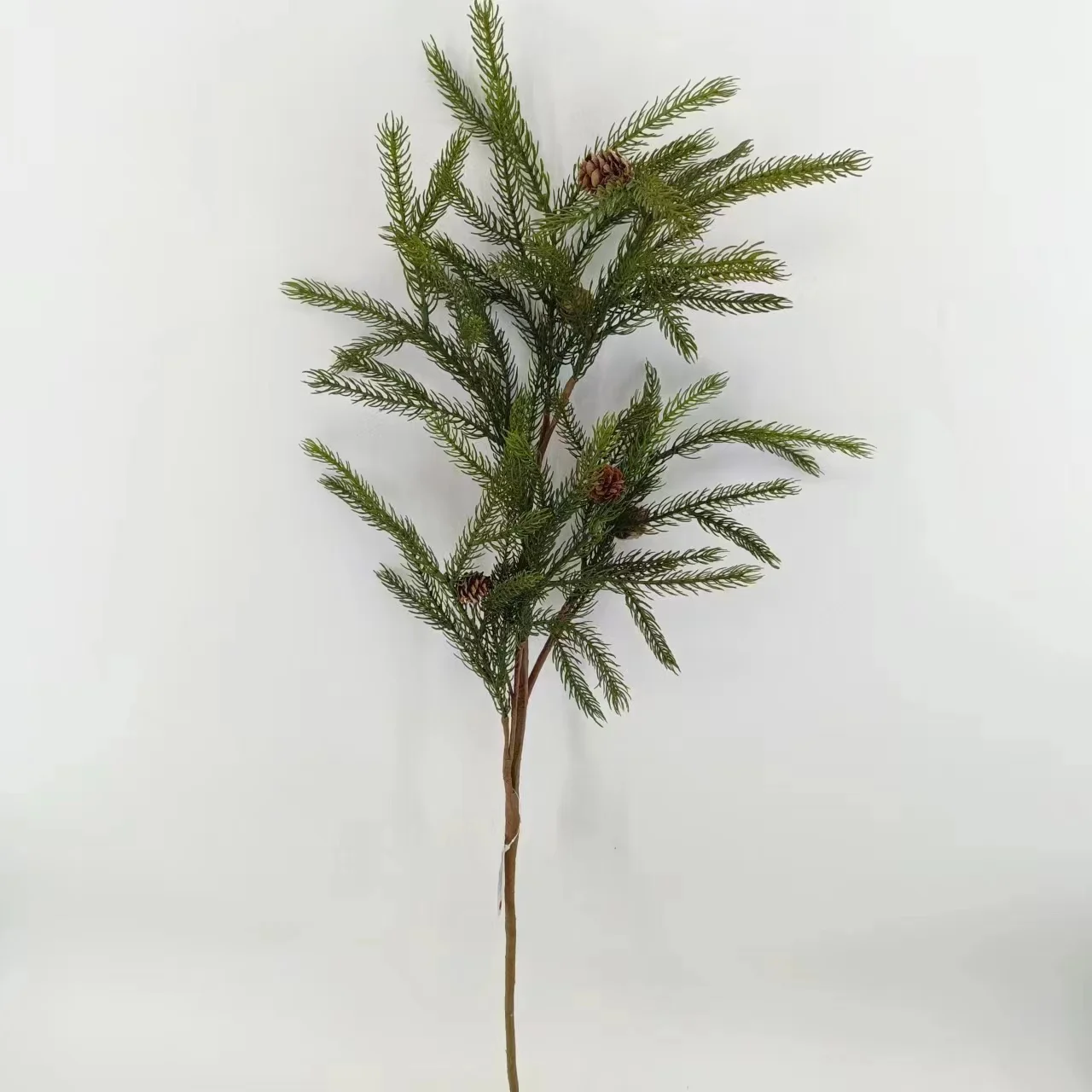 Factories wholesale Norfolk pine  stems