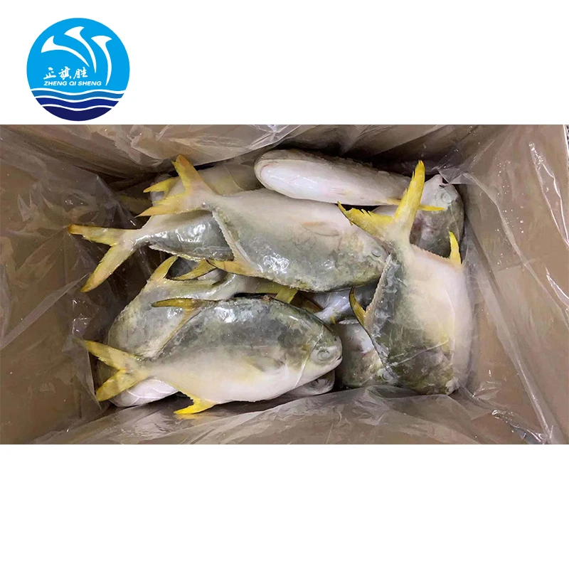 Frozen Golden Pomfret and Salmon Fish