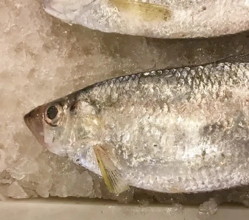 Wholesale Bulk Good Quality IQF Frozen White Sea Bream Fish