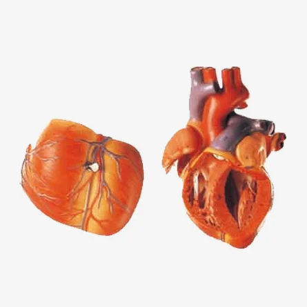 Anatomical Heart model, Adult Large Heart Model