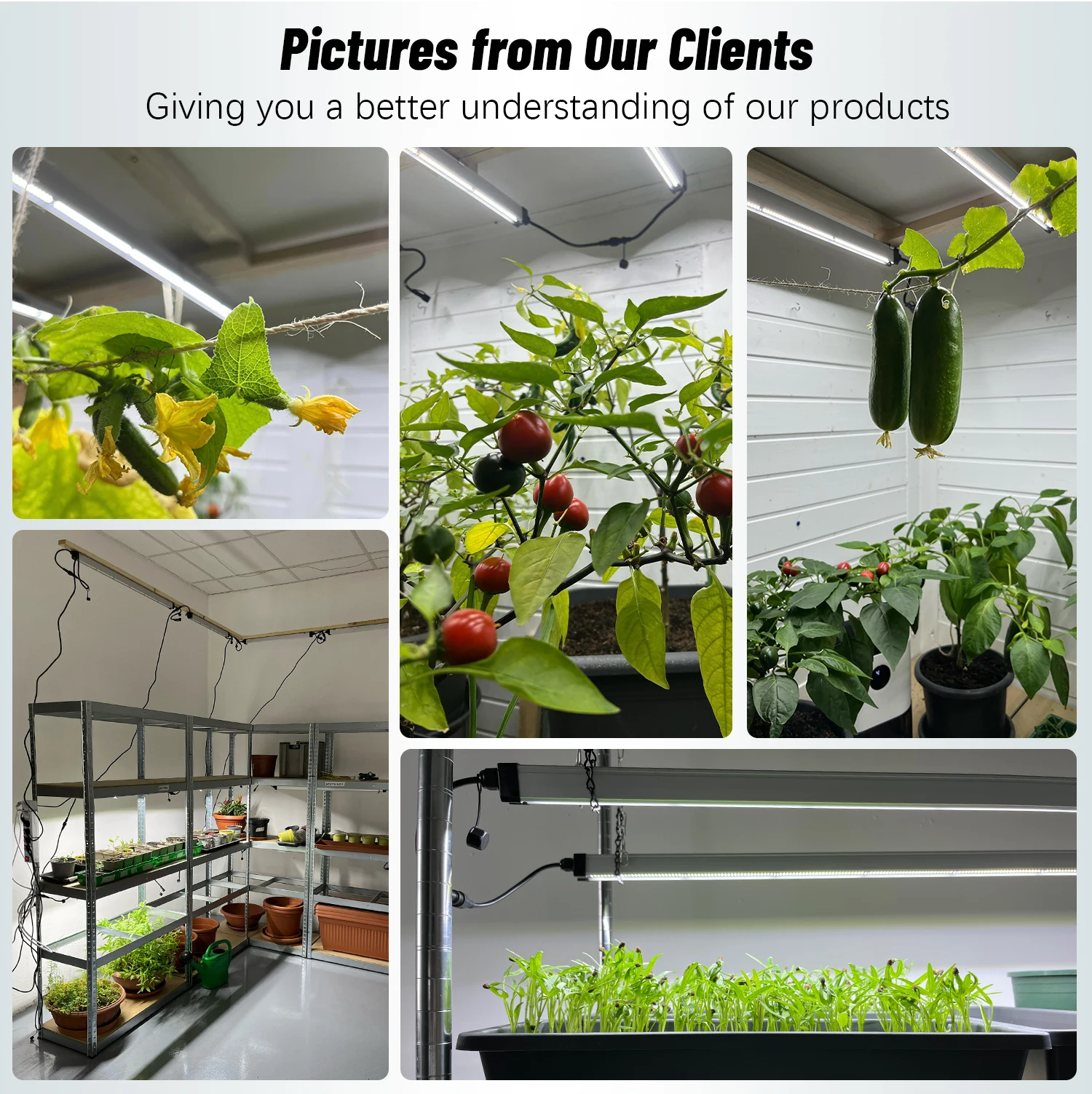 T5 tube connectable clone led vertical farm grow light led for hydroponics leafy green vegetables lettuce growing