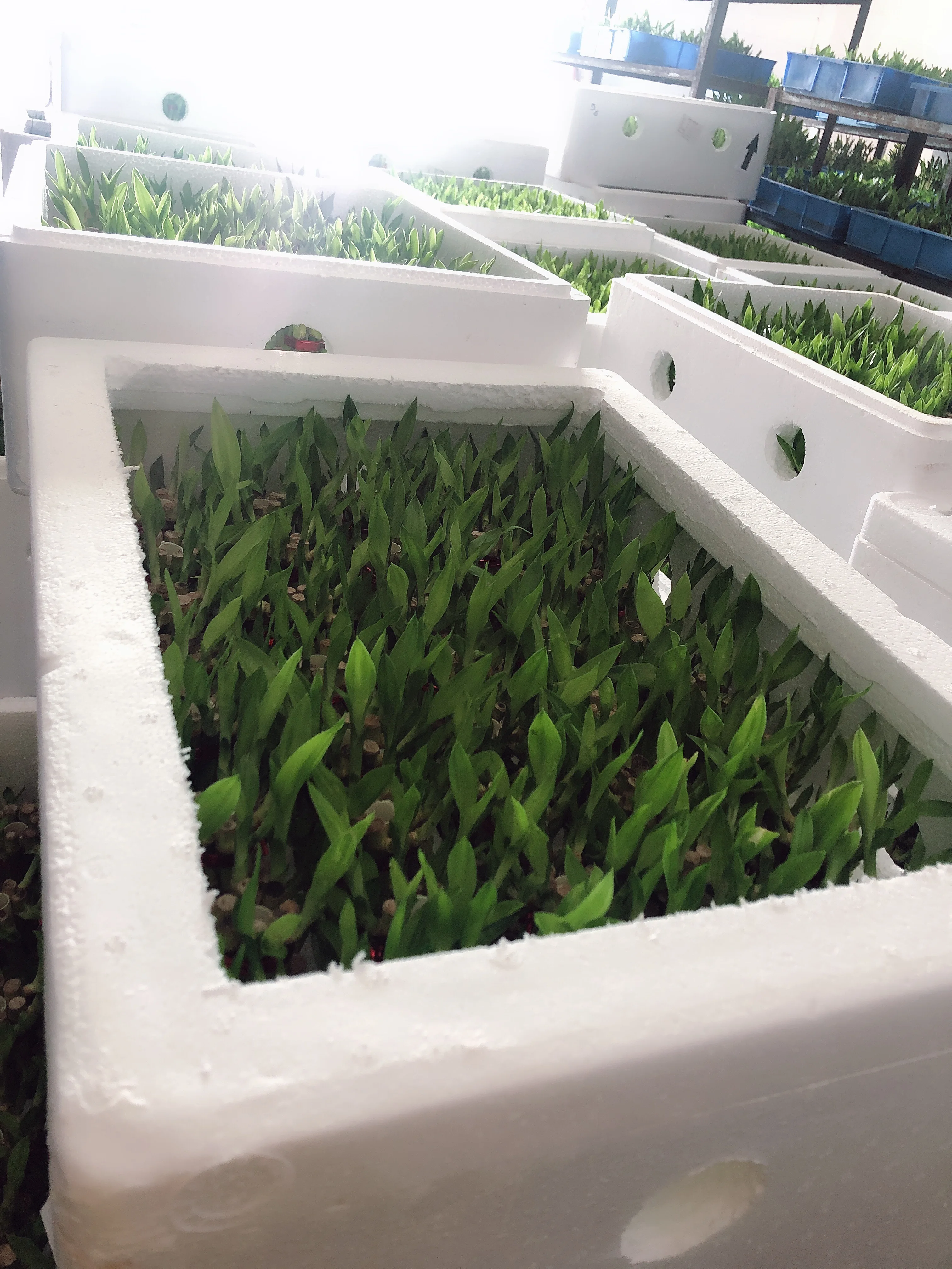 
small 2 Tower Bamboo Good Lucky Bamboo Decoration 