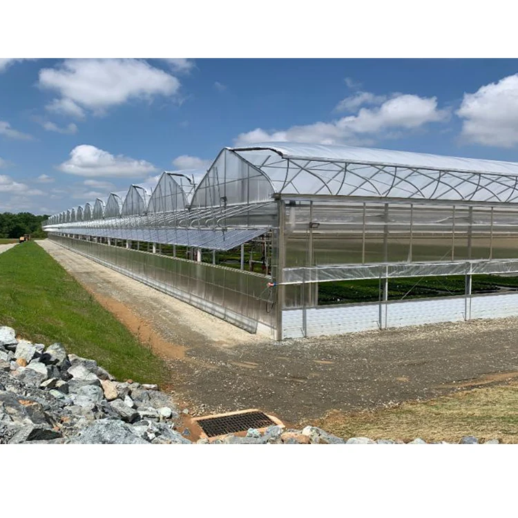Galvanized Steel Frame Single Span Pe Film Greenhouse for Agriculture Low Cost Tunnel Greenhouse for Flowers Plant