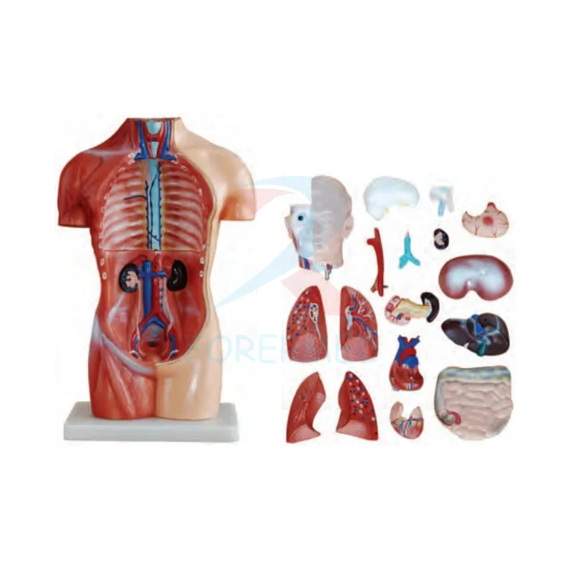 Medical Anatomical Model Torso Series 85CM Unisex Torso 23 Parts Half Detachable Torso Model