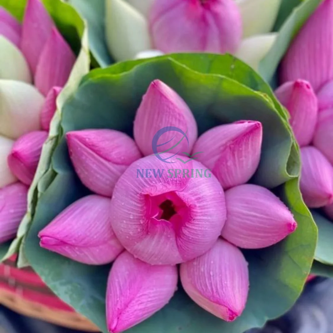 Hot Sales Natural Flower Decorative Fresh Lotus Flower  For Wedding Decoration and gifts