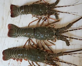 weight sorting machine