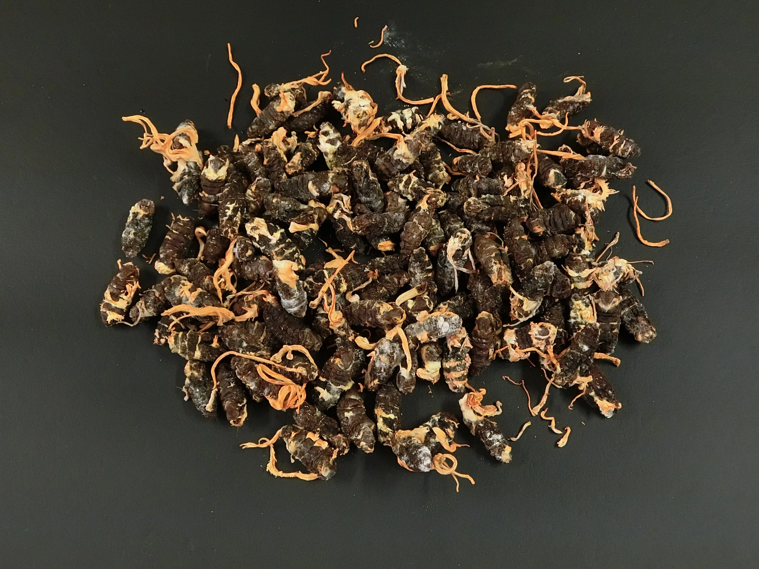 Bulk Dry The (caterpillar Fungus) Manufacturer Cordyceps-militaris-price Sinensi Raw Military Mushroom Cordyceps Militaris Dried