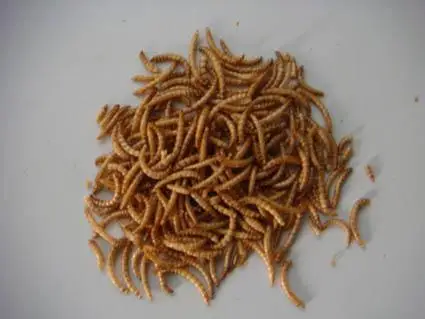 
Xin jie biotechnology High Protein Dried Mealworm in Bulk for Wild Bird 