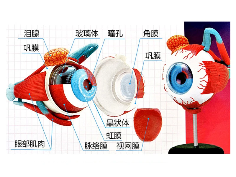 4D MASTER 32 Parts Human Eye Anatomy Model Puzzle Assembling DIY Toys