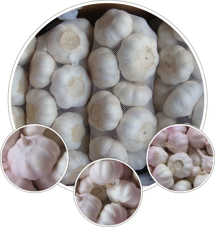 fresh garlic wholesale garlic export pure white dried garlic