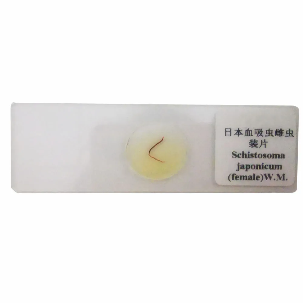 1PCS Female Schistosoma Japonicum W.M. Whole Amount Prepared Microscope Slides